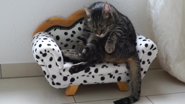 tiger katze auf dem dalmatiner sofa