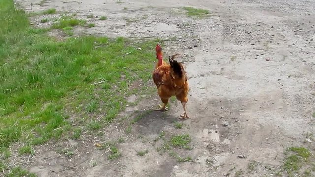 The orange rooster of the Transylvanian Naked Neck Chicken Breed run away close-up - 11s. Agricultural video about growing chickens