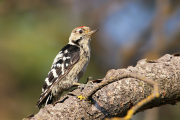Lesser spotted woodpecker male