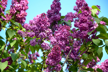 Fototapeta na wymiar Lilac spring flowers on blue sky background