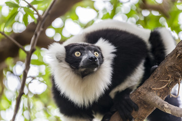 Black and White Ruffed Lemur on the tree close up. Madagascar.