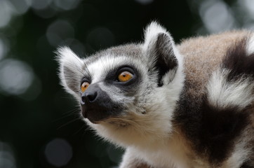 Portrait de maki catta
