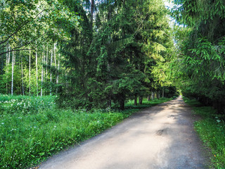Obraz premium Park avenues. Park alley in Pavlovsk Park Saint-Petersburg. Summer landscape. 