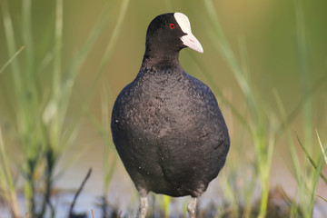 Eurasian coot closeup and detailed portrait with water plants.