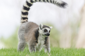 Fototapeta premium Ring-tailed lemur (Lemur catta). Madagascar.