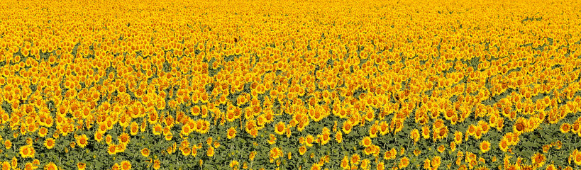 Fototapeta na wymiar Sunflower field panoramic view