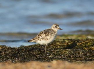 Golden plover in winter plumage on the shore