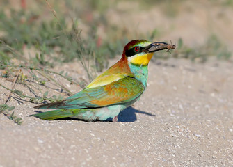 European bee eater with a grasshopper in beak on the ground .