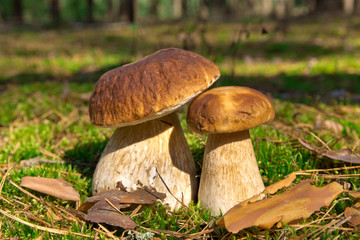 Cep mushroom . Two Mushrooms in the moss in the forest.