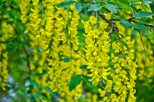 Golden Rain Tree Cassia Fistula Laburnum Flower Yellow Spring