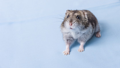 Grey dwarf hamster
