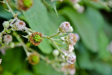 Blackberry blossom flowers organic garden berries bush