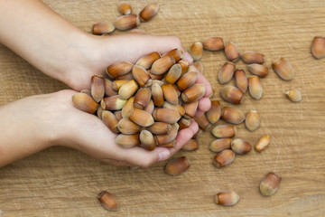 a handful of hazelnuts in male hands on wooden background