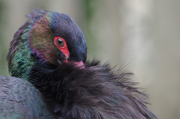 Portrait de cigogne noire