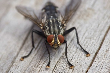 flesh fly sitting on wooden surface