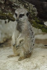 Fototapeta premium Suricate debout