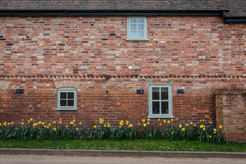 a wall of red brick houses with windows and blooming narcissas