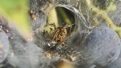 spider sitting in wait