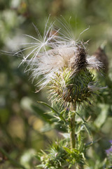 Seeding Thistle