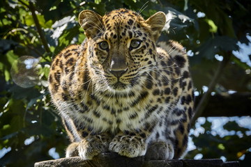 Amur Leopard on wooden construction