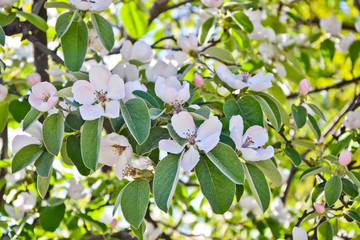Quince blossom cydonia oblonga spring tree flowers