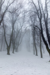 Old park on a winter day with mist