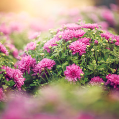 sunny autumn nature photo of meadow flowers in field