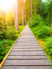 Narrow wooden path in the green forest.