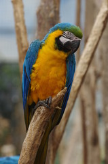 Perroquet Ara jaune et bleu