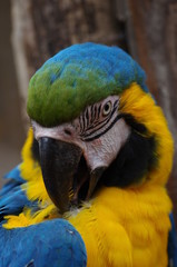 Perroquet Ara jaune et bleu