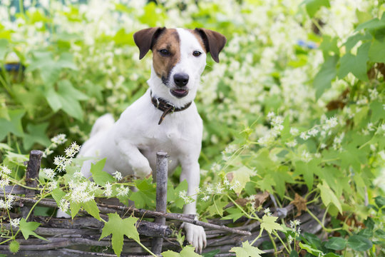 the Jack Russell nature