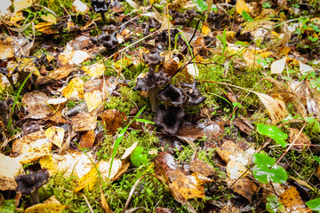 Black trumpet Caterellus mushroom