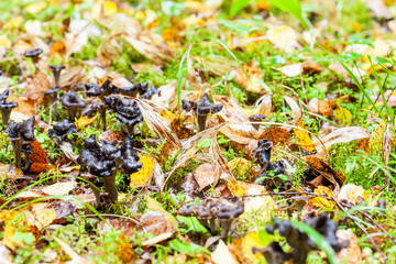 Black trumpet Caterellus mushroom