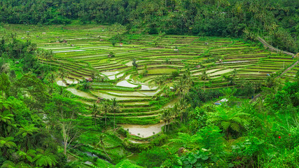Green terraced rice field with water, Bali