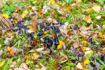 Black trumpet Caterellus mushroom
