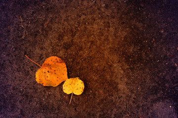 autumn leaf on the ground