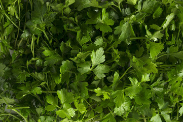 Background of parsley. Top view. Ripe parsley close-up.