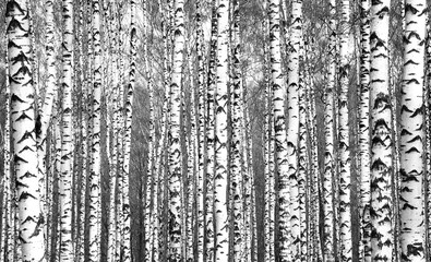 Fototapeta premium Wiosenne pnie drzew brzozowych czarno-białe