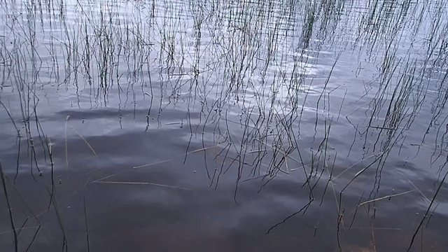 lac