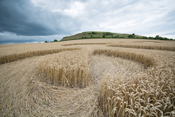 Crop circle at Warminster, Wiltshire, England, ground level view