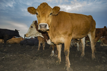 cattle limusiine meat, calves and young cows in the yard