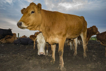 cattle limusiine meat, calves and young cows in the yard