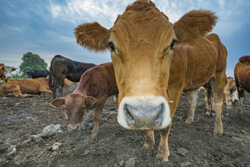 cattle limusiine meat, calves and young cows in the yard