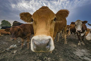 cattle limusiine meat, calves and young cows in the yard