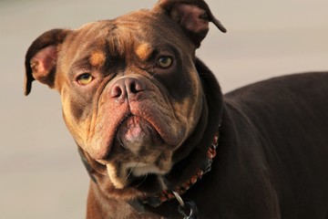 Bulldogge