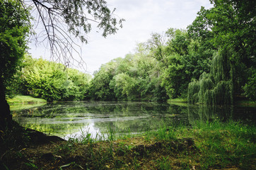 Fototapeta na wymiar A lake among the trees. Beautiful summer landscape.