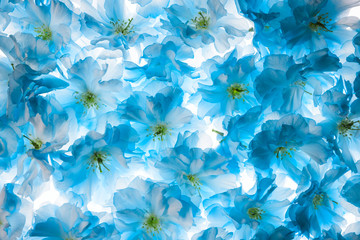 Panele Szklane Podświetlane  niebieskie kwiaty wiśni sakura na białym
