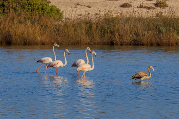 pink flamingos walking through the water