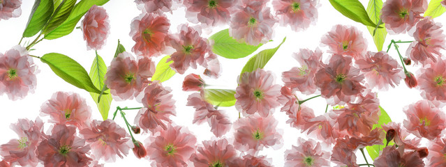 Panele Szklane Podświetlane  sakura kwiaty