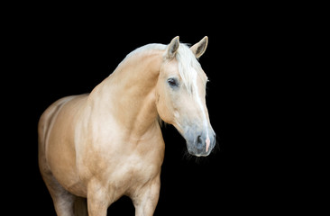 Obraz na płótnie Canvas Portrait of a Palomino horse on black background.
